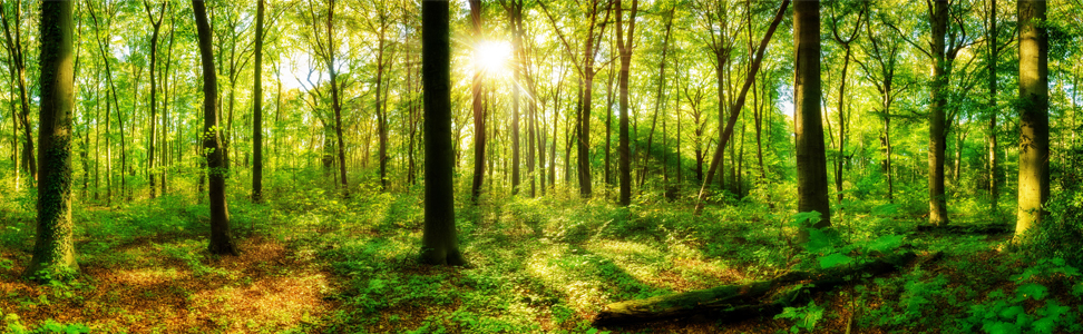 trees in forest with sun shining through